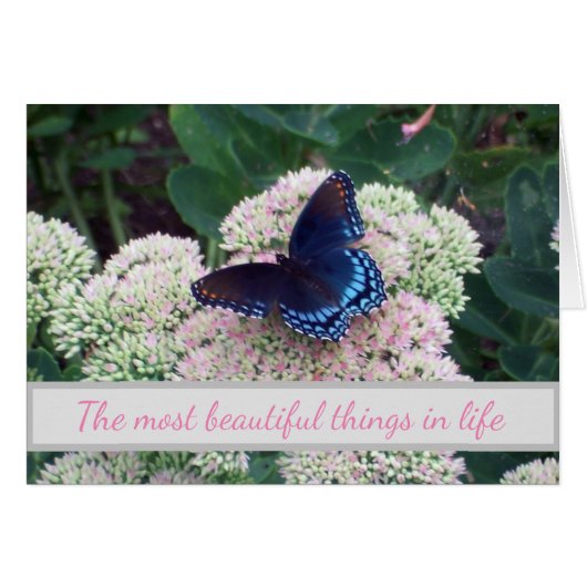 蝶々の挑戦地の出現 (正面横)