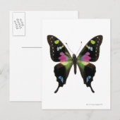 蝶々ブドウ ポストカード (正面/裏面)