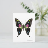 蝶々ブドウ ポストカード (スタンド正面)