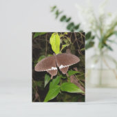 蝶々好き ポストカード (スタンド正面)