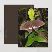 蝶々好き ポストカード (正面/裏面)