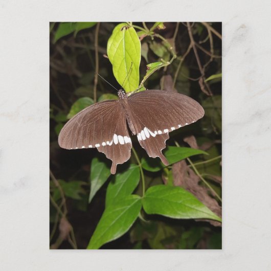 蝶々好き ポストカード (正面)
