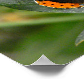 蝶々提督 ポスター (角)