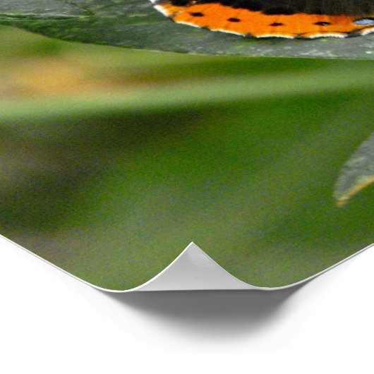 蝶々提督 ポスター (角)