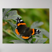 蝶々提督 ポスター (正面)