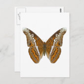 蝶々提督 ポストカード (正面/裏面)