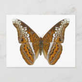 蝶々提督 ポストカード (正面)