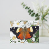 蝶々提督 ポストカード (スタンド正面)