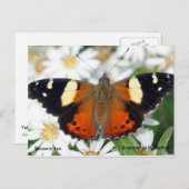 蝶々提督 ポストカード (正面/裏面)