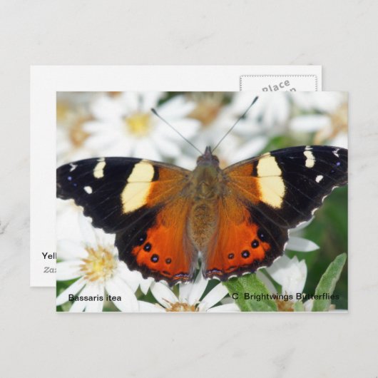 蝶々提督 ポストカード (正面/裏面)