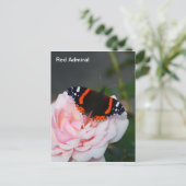 蝶々提督 ポストカード (スタンド正面)