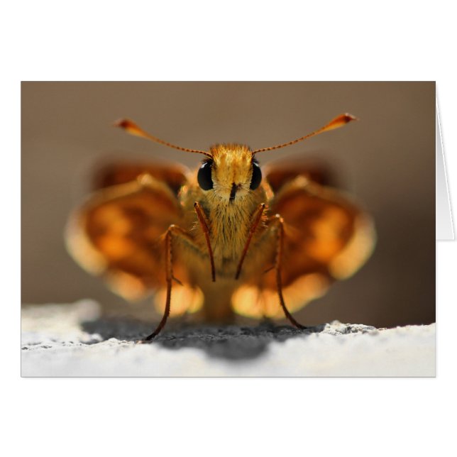 蝶々私を見て (正面横)