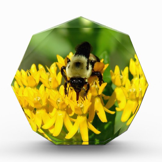 蝶々草の花で食事をする蜂 フォトブロック (正面)