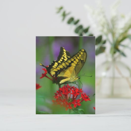 蝶々葉書 ポストカード (スタンド正面)