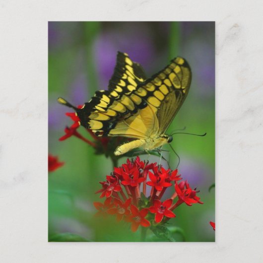 蝶々葉書 ポストカード (正面)