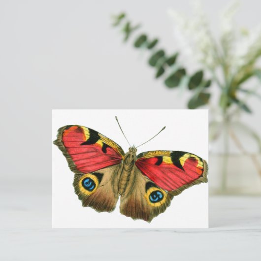 蝶々–9輪 ポストカード (スタンド正面)