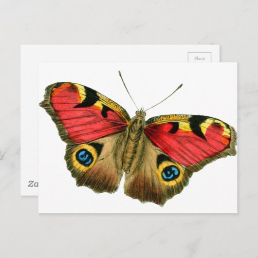 蝶々–9輪 ポストカード (正面/裏面)
