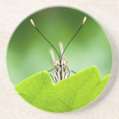 蝶おもしろい々が葉の上を覗く コースター (正面)