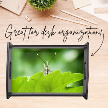 蝶おもしろい々が葉の上を覗く