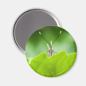 蝶おもしろい々が葉の上を覗く マグネット (正面/裏面)