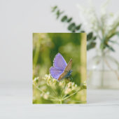 蝶かわいらし葉書 ポストカード (スタンド正面)