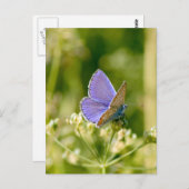 蝶かわいらし葉書 ポストカード (正面/裏面)