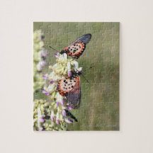 蝶が捕獲する「天寿場マウンテン」