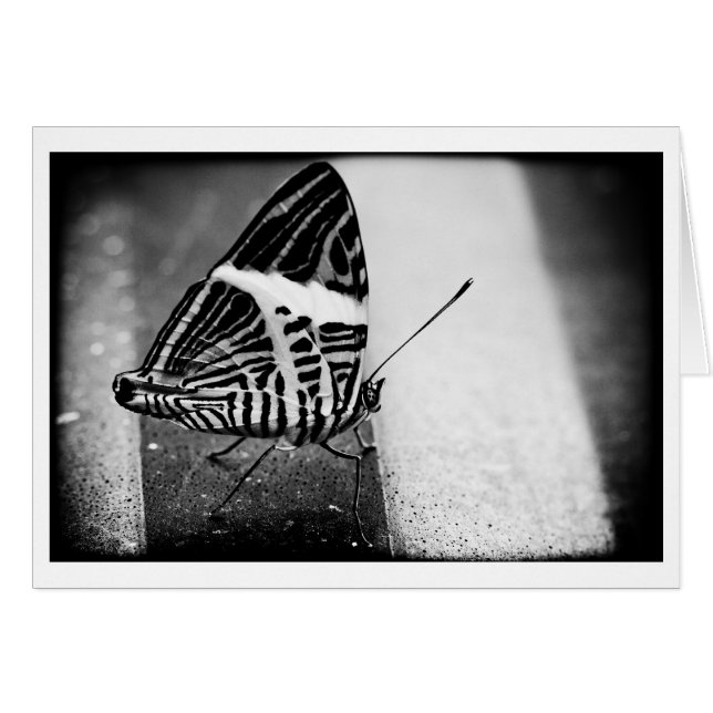 蝶が道を渡る (正面横)