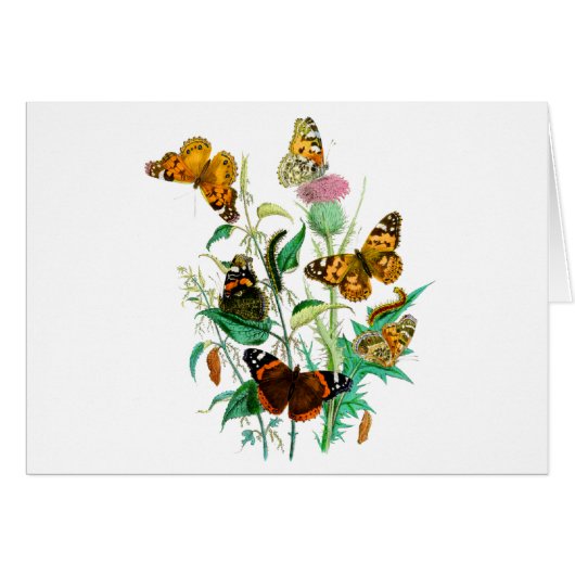 蝶とアザミ (正面横)