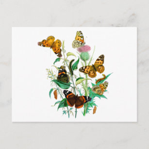 蝶とアザミ ポストカード