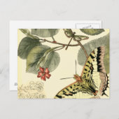 蝶とトンボと赤い花 ポストカード (正面/裏面)