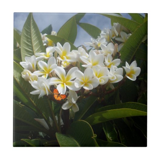 蝶とフランジパニス、セラミックタイル タイル (正面)