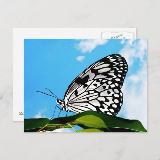 蝶と空 ポストカード (正面/裏面)