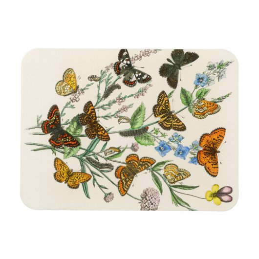 蝶と花のヴィンテージイラストレーション1 マグネット (横)