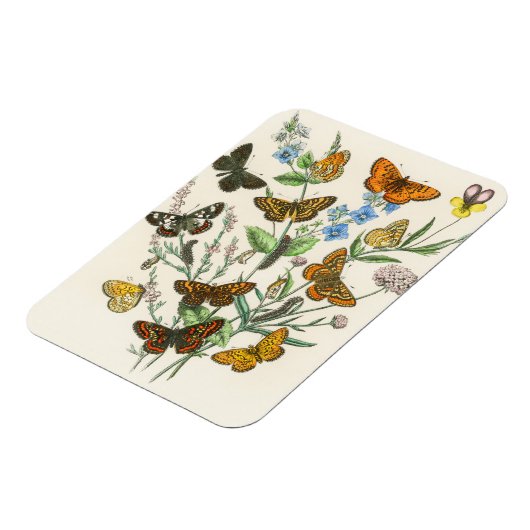 蝶と花のヴィンテージイラストレーション1 マグネット (左側)