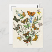 蝶と花ヴィンテージイラストレーション1 ポストカード (正面/裏面)