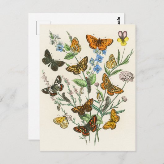 蝶と花ヴィンテージイラストレーション1 ポストカード (正面/裏面)