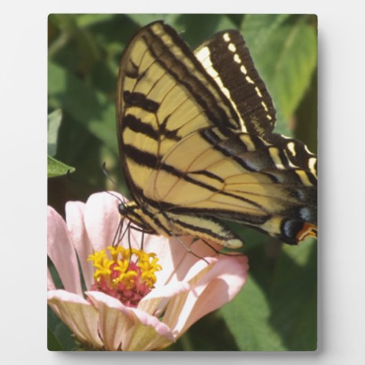 蝶と花 フォトプラーク (正面)