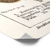 蝶と蛾 ポスター (角)