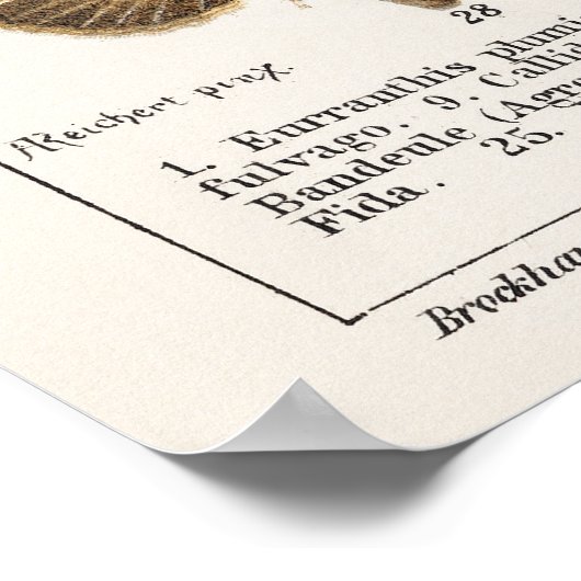 蝶と蛾 ポスター (角)