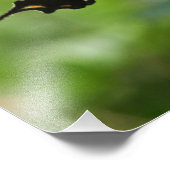 蝶と蜂 フォトプリント            (角)