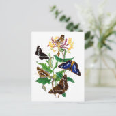 蝶と赤ハニーサックル ポストカード (スタンド正面)