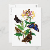 蝶と赤ハニーサックル ポストカード (正面/裏面)