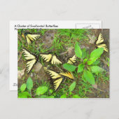 蝶のはがき集まり ポストカード (正面/裏面)