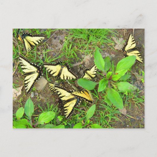 蝶のはがき集まり ポストカード (正面)