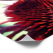 蝶のエキナセアコンフォワークローズアップ ポスター (角)