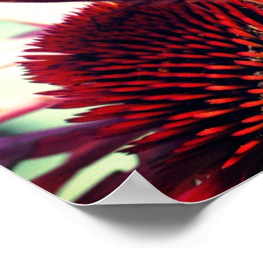 蝶のエキナセアコンフォワークローズアップ ポスター (角)