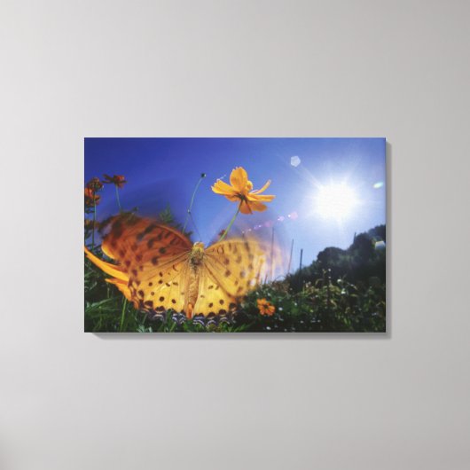 蝶のクローズアップ、羽ばたき キャンバスプリント (正面)