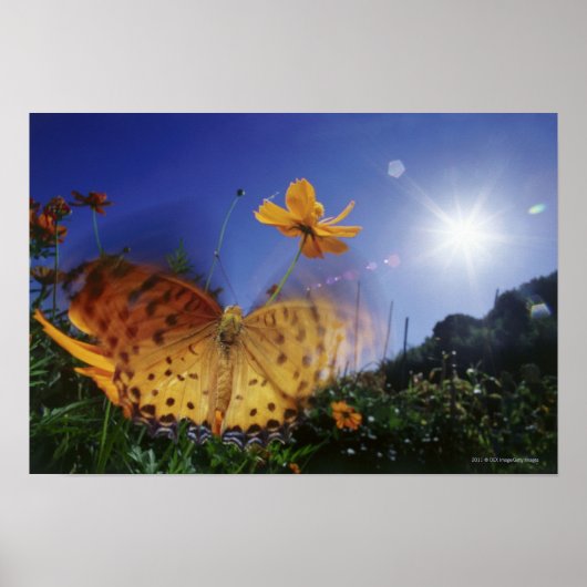 蝶のクローズアップ、羽ばたき ポスター (正面)
