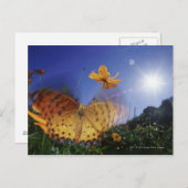 蝶のクローズアップ、羽ばたき ポストカード (正面/裏面)